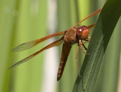 Dragonfly in insects photo gallery