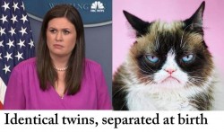 Identical Twins in Memes photo gallery