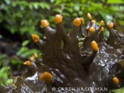 Lichen It in Redwood National and State Parks photo gallery
