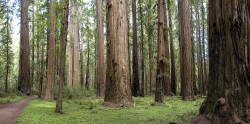 Rockefeller Forest in panoramas photo gallery