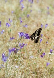 Swallowtail on Ithuriel's Spears in insects photo gallery