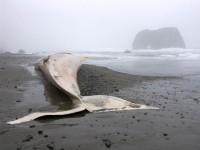 Fin Whale in neglect and decay photo gallery