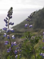 Lost Coast Lupine in Lost Coast photo gallery
