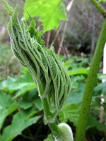 Unfurling in abstract photo gallery