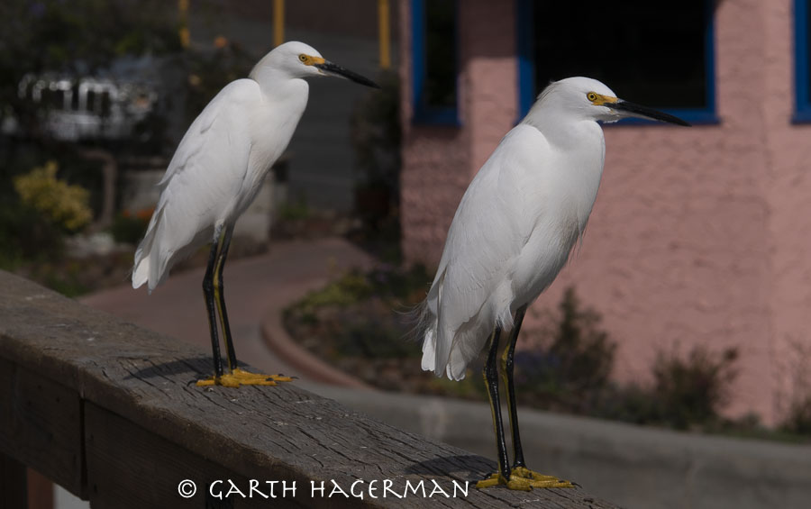 Capitola Egrets on Garth Hagerman Photo/Graphics