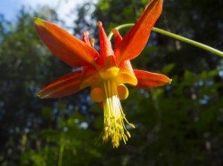 Columbine in close-up photo gallery