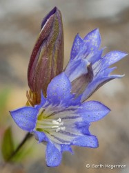 Gentian in rare plants photo gallery
