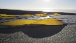 Kelp Scape in abstract photo gallery