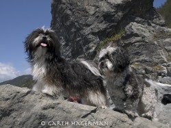 Molly and Muttley in Lost Coast photo gallery