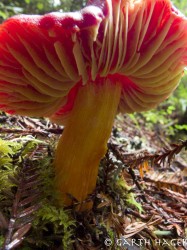 Red Mushroom in close-up photo gallery