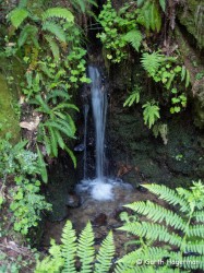 Small Fall in JDSF/Mendo Woodlands photo gallery