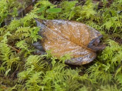 Wet Leaf in close-up photo gallery