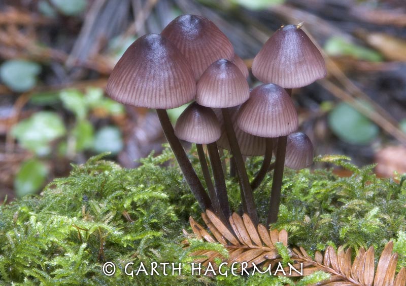 Little Brown Mushrooms on Garth Hagerman Photo/Graphics