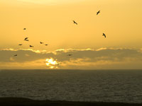 Gulls at Sunset in birds photo gallery