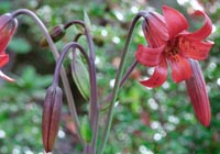 Coast Lily in rare plants photo gallery